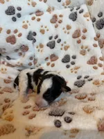 Brown Parti Boy🤎🤍, a male Poodle - Toy  for sale in Atlanta, GA – 7 of 10
