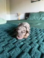  Chocolate-Based Merle Girl🤎, a female Poodle - Toy  for sale in Atlanta, GA – 10 of 10