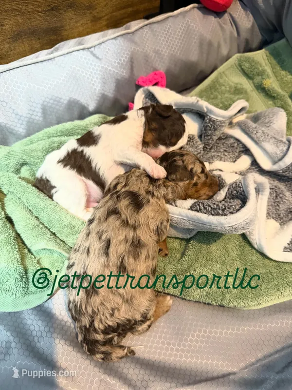  Chocolate-Based Merle Girl🤎 – Poodle - Toy  puppy for sale in Atlanta, GA