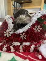 Brown Merle TCup Blue Eyes, a female Poodle - Toy  for sale in Atlanta, GA – Photo 10 of 10