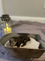 Brown Merle TCup Blue Eyes, a female Poodle - Toy  for sale in Atlanta, GA – Photo 6 of 10