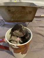 Brown Merle TCup Blue Eyes, a female Poodle - Toy  for sale in Atlanta, GA – Photo 2 of 10