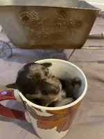 Brown Merle TCup Blue Eyes, a female Poodle - Toy  for sale in Atlanta, GA – Photo 3 of 10