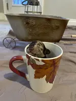 Brown Merle TCup Blue Eyes, a female Poodle - Toy  for sale in Atlanta, GA – Photo 4 of 10