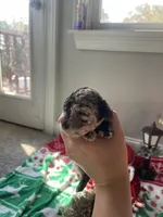 Brown Merle TCup Blue Eyes, a female Poodle - Toy  for sale in Atlanta, GA – Photo 7 of 10