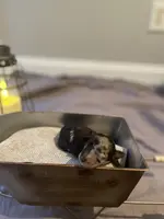 Brown Merle TCup Blue Eyes, a female Poodle - Toy  for sale in Atlanta, GA – Photo 5 of 10