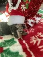 Brown Merle TCup Blue Eyes, a female Poodle - Toy  for sale in Atlanta, GA – Photo 9 of 10