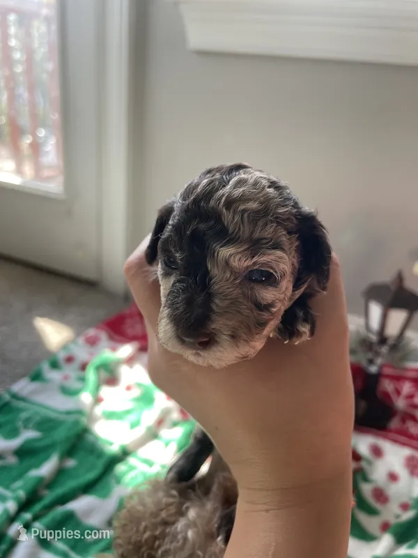 Brown Merle TCup Blue Eyes