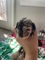 Brown Merle TCup Blue Eyes, a female Poodle - Toy  for sale in Atlanta, GA – Photo 1 of 10