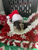 Brown Merle TCup Blue Eyes, a female Poodle - Toy  for sale in Atlanta, GA – Photo 8 of 10