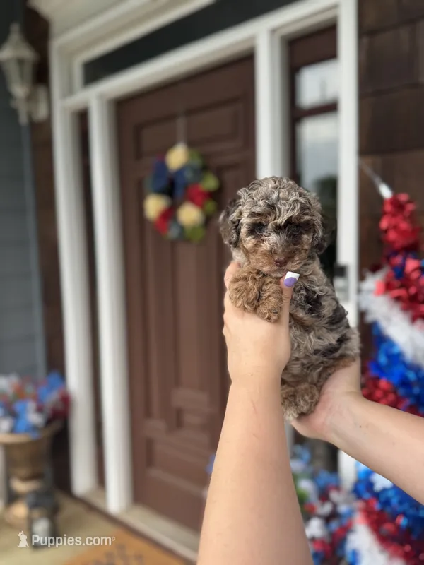  Chocolate-Based Merle Girl🤎 – Poodle - Toy  puppy for sale in Atlanta, GA