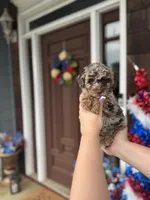  Chocolate-Based Merle Girl🤎, a female Poodle - Toy  for sale in Atlanta, GA – 1 of 10