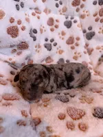  Chocolate-Based Merle Girl🤎, a female Poodle - Toy  for sale in Atlanta, GA – 9 of 10