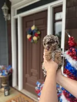  Chocolate-Based Merle Girl🤎, a female Poodle - Toy  for sale in Atlanta, GA – 2 of 10