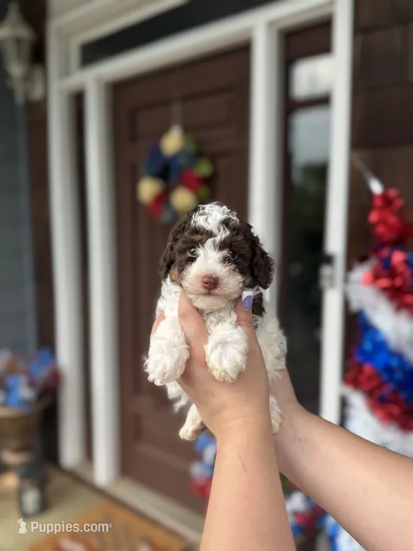 Brown Parti Boy🤎🤍 – Poodle - Toy  puppy for sale in Atlanta, GA