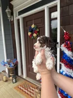 Brown Parti Boy🤎🤍, a male Poodle - Toy  for sale in Atlanta, GA – 4 of 10