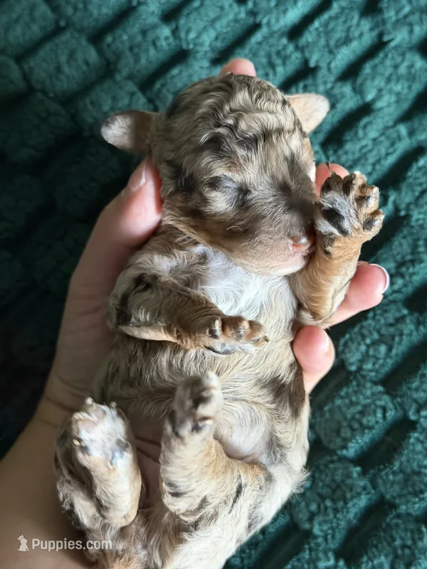  Chocolate-Based Merle Girl🤎 – Poodle - Toy  puppy for sale in Atlanta, GA