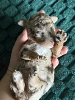  Chocolate-Based Merle Girl🤎, a female Poodle - Toy  for sale in Atlanta, GA – 6 of 10