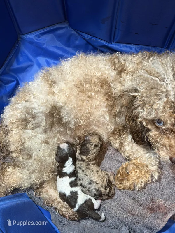  Chocolate-Based Merle Girl🤎 – Poodle - Toy  puppy for sale in Atlanta, GA