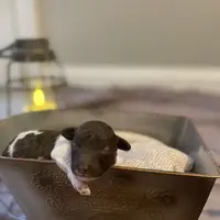 2.5lbs Brown Parti Boy, a male Poodle - Toy  for sale in Atlanta, GA – Photo 10 of 10