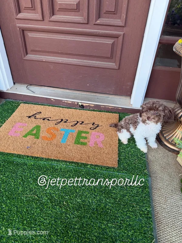 3lbs Brown Parti Boy – Poodle - Toy  puppy for sale in Atlanta, GA