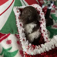 2.5lbs Brown Parti Boy, a male Poodle - Toy  for sale in Atlanta, GA – Photo 9 of 10