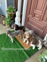 3lbs Brown Parti Boy, a male Poodle - Toy  for sale in Atlanta, GA – 4 of 10