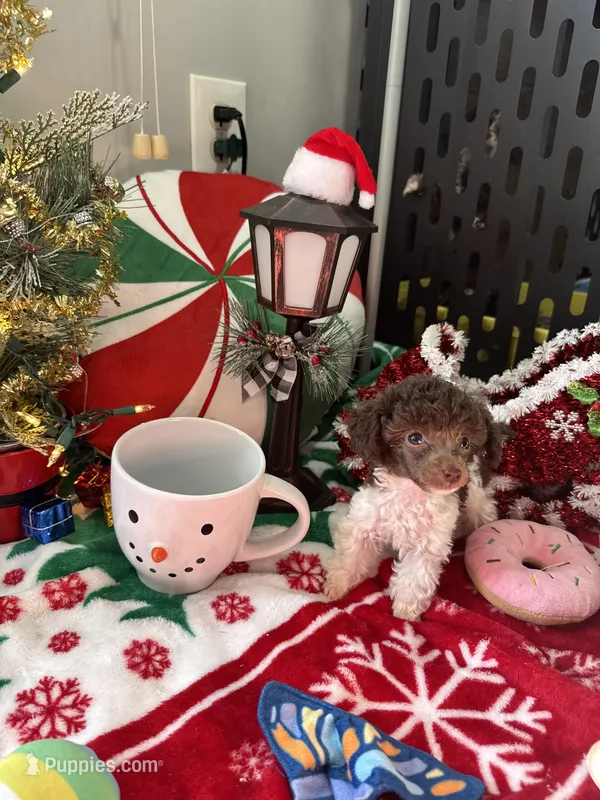 Brown Parti TCup Boy