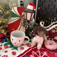 2.5lbs Brown Parti Boy, a male Poodle - Toy  for sale in Atlanta, GA – Photo 3 of 10