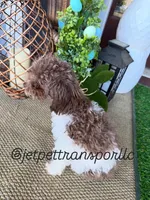 3lbs Brown Parti Boy, a male Poodle - Toy  for sale in Atlanta, GA – 3 of 10