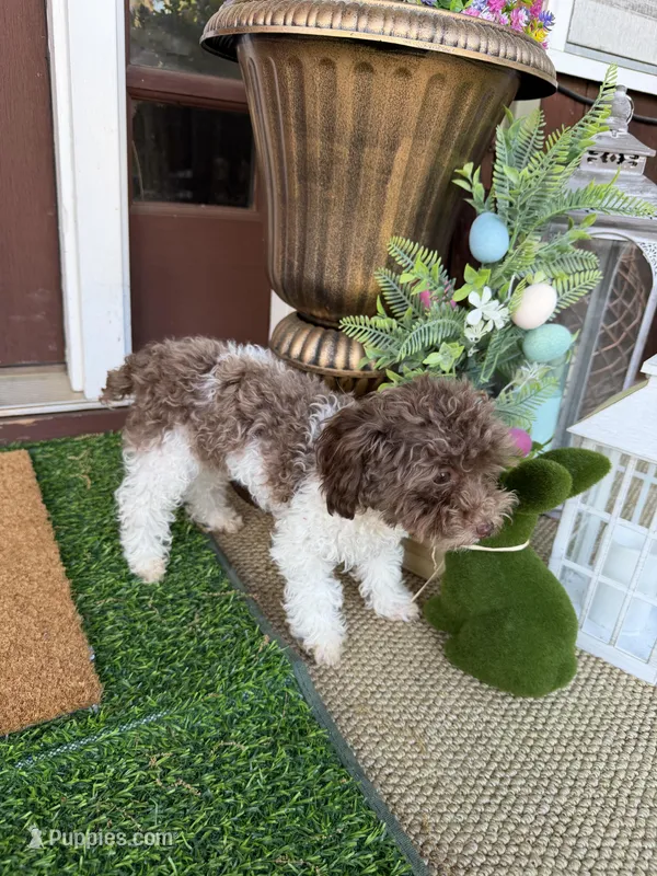 3lbs Brown Parti Boy – Poodle - Toy  puppy for sale in Atlanta, GA