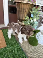 3lbs Brown Parti Boy, a male Poodle - Toy  for sale in Atlanta, GA – 1 of 10