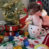 2.5lbs Brown Parti Boy, a male Poodle - Toy  for sale in Atlanta, GA – Photo 4 of 10