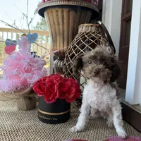 2.5lbs Brown Parti Boy, a male Poodle - Toy  for sale in Atlanta, GA – Photo 2 of 10