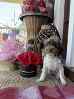 2.5lbs Brown Parti Boy, a male Poodle - Toy  for sale in Atlanta, GA – Photo 2 of 10