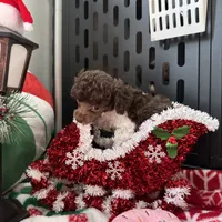 2.5lbs Brown Parti Boy, a male Poodle - Toy  for sale in Atlanta, GA – Photo 5 of 10