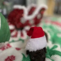 2.5lbs Brown Parti Boy, a male Poodle - Toy  for sale in Atlanta, GA – Photo 8 of 10