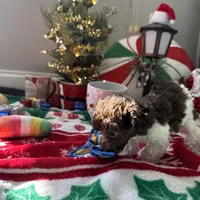 2.5lbs Brown Parti Boy, a male Poodle - Toy  for sale in Atlanta, GA – Photo 6 of 10