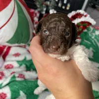 2.5lbs Brown Parti Boy, a male Poodle - Toy  for sale in Atlanta, GA – Photo 7 of 10