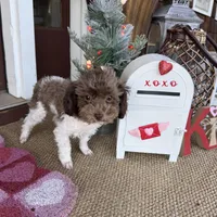 2.5lbs Brown Parti Boy, a male Poodle - Toy  for sale in Atlanta, GA – Photo 1 of 10