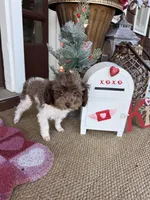 2.5lbs Brown Parti Boy, a male Poodle - Toy  for sale in Atlanta, GA – Photo 1 of 10