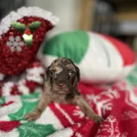 Brown Merle Phantom Girl, a female Poodle - Toy  for sale in Atlanta, GA – Photo 7 of 9