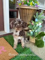 Brown Merle Phantom Girl, a female Poodle - Toy  for sale in Atlanta, GA – 1 of 10