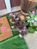 Brown Merle Phantom Girl, a female Poodle - Toy  for sale in Atlanta, GA – 4 of 10