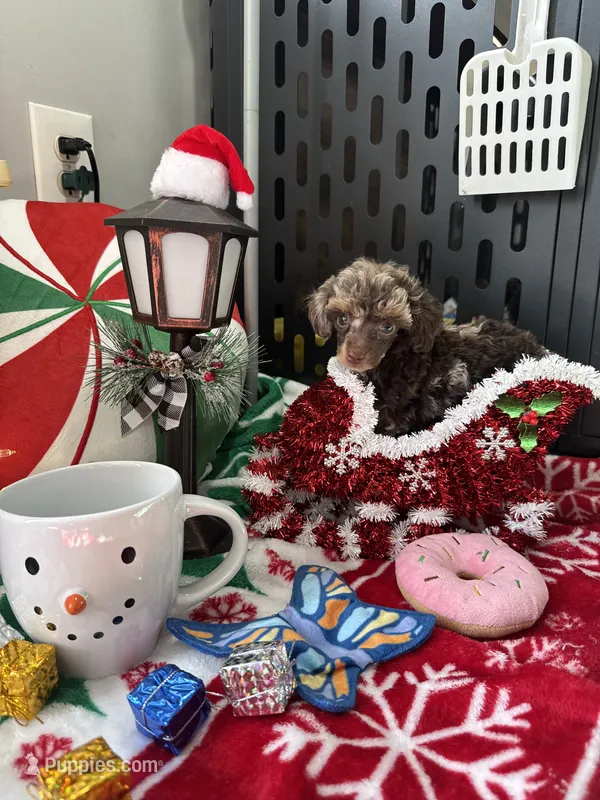 Brown Merle Phantom Girl