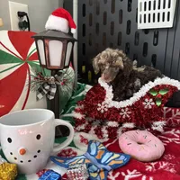 Brown Merle Phantom Girl, a female Poodle - Toy  for sale in Atlanta, GA – Photo 3 of 9