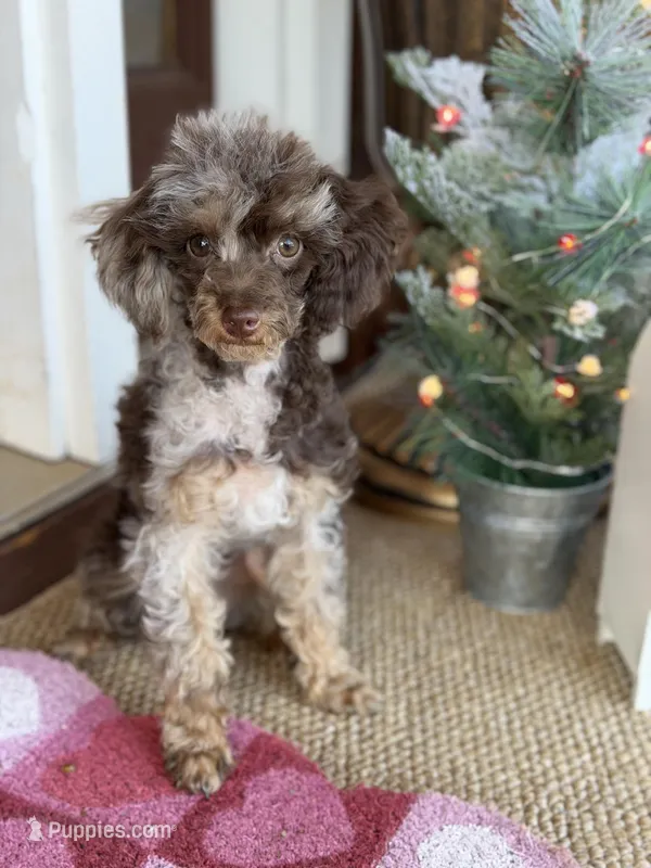 Brown Merle Phantom Girl