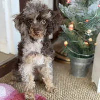 Brown Merle Phantom Girl, a female Poodle - Toy  for sale in Atlanta, GA – Photo 1 of 9