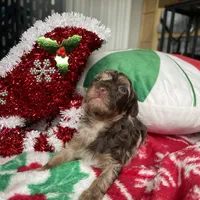 Brown Merle Phantom Girl, a female Poodle - Toy  for sale in Atlanta, GA – Photo 6 of 9