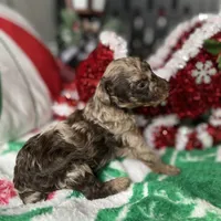 Brown Merle Phantom Girl, a female Poodle - Toy  for sale in Atlanta, GA – Photo 5 of 9